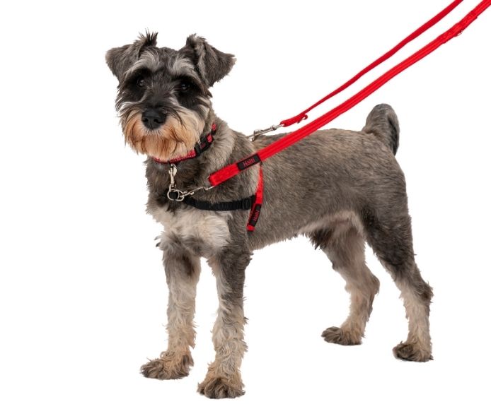 A schnauzer dog wearing a Halti Training Lead and Front Control Harness
