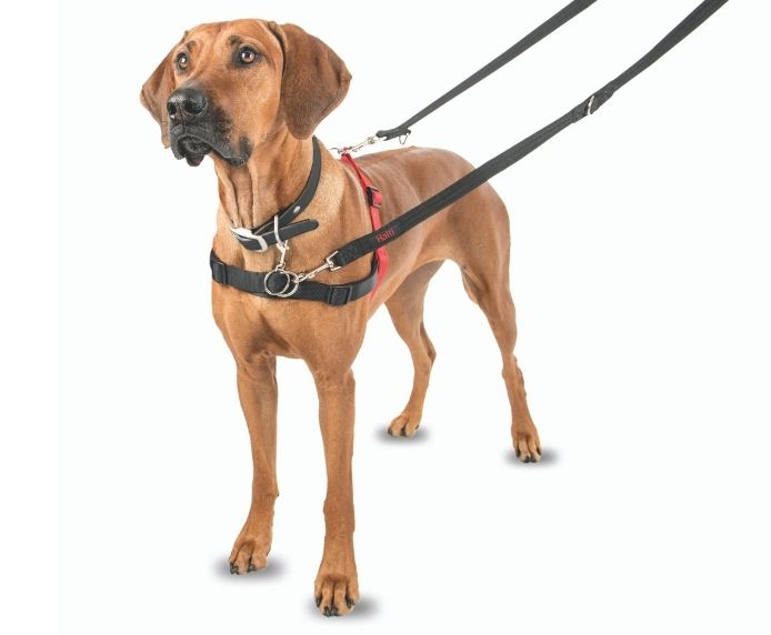 Dog wearing a Halti Front Control Harness