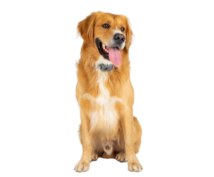 A happy dog wearing a Pavlov No Bark Collar