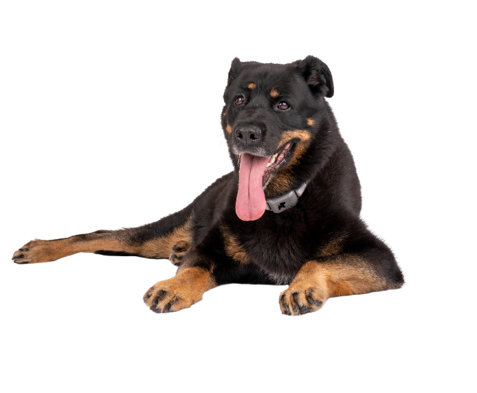 A large dog laying down wearing a Pavlov No Bark Collar