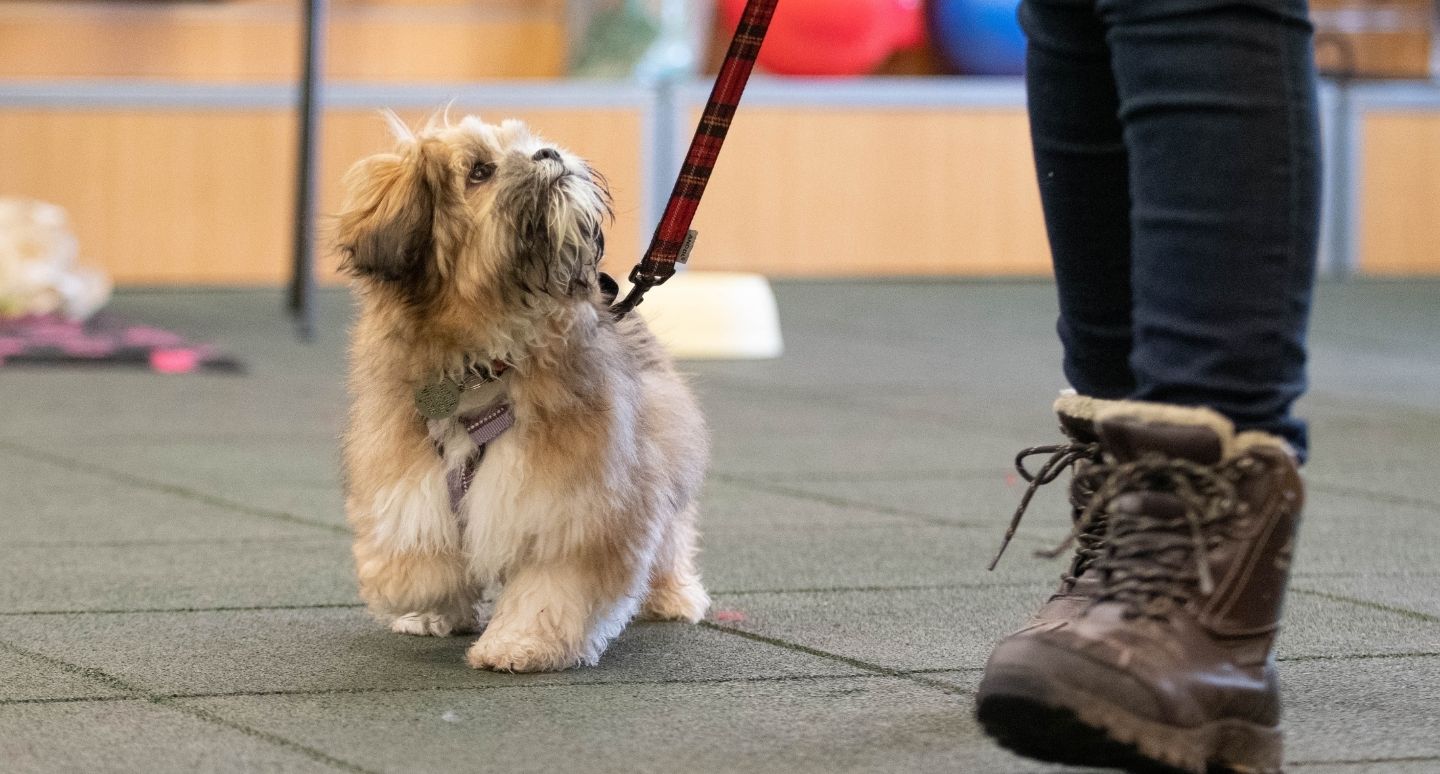 A small dog having training at the Animal Behaviour Centre