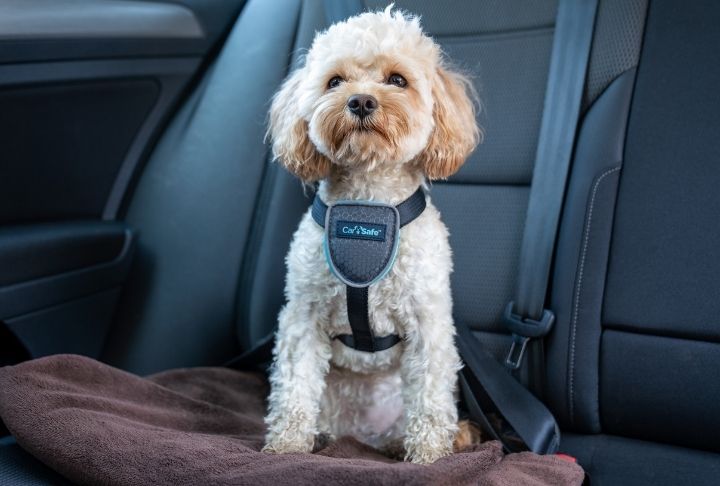 Cockapoo in car with CarSafe Harness