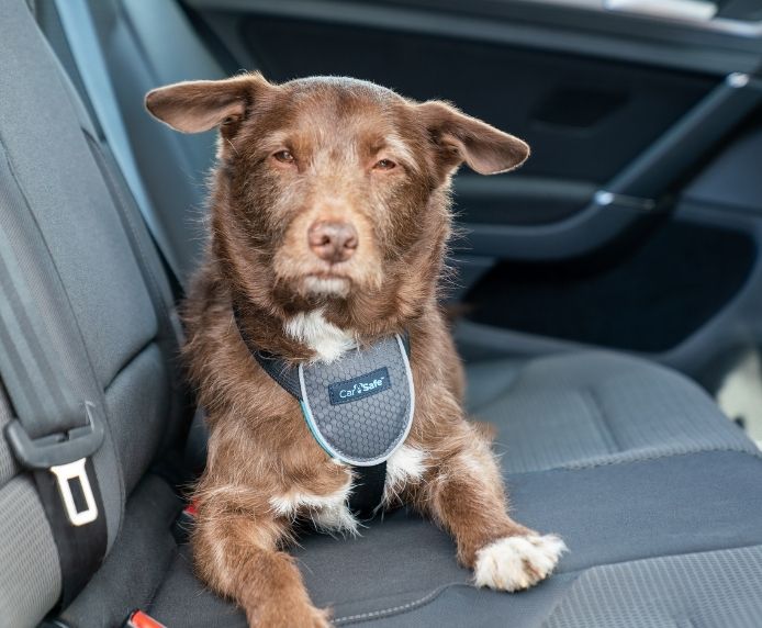 CarSafe Dog Travel Car Harness small dog