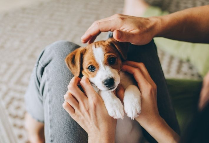Choosing the right puppy for you