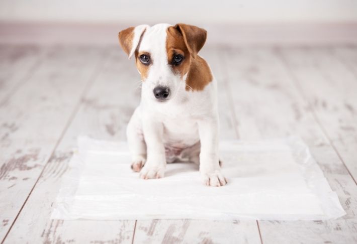 House training a puppy