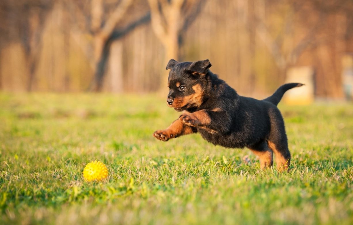 Rottweiler-puppy-chasing-after-yellow-ball