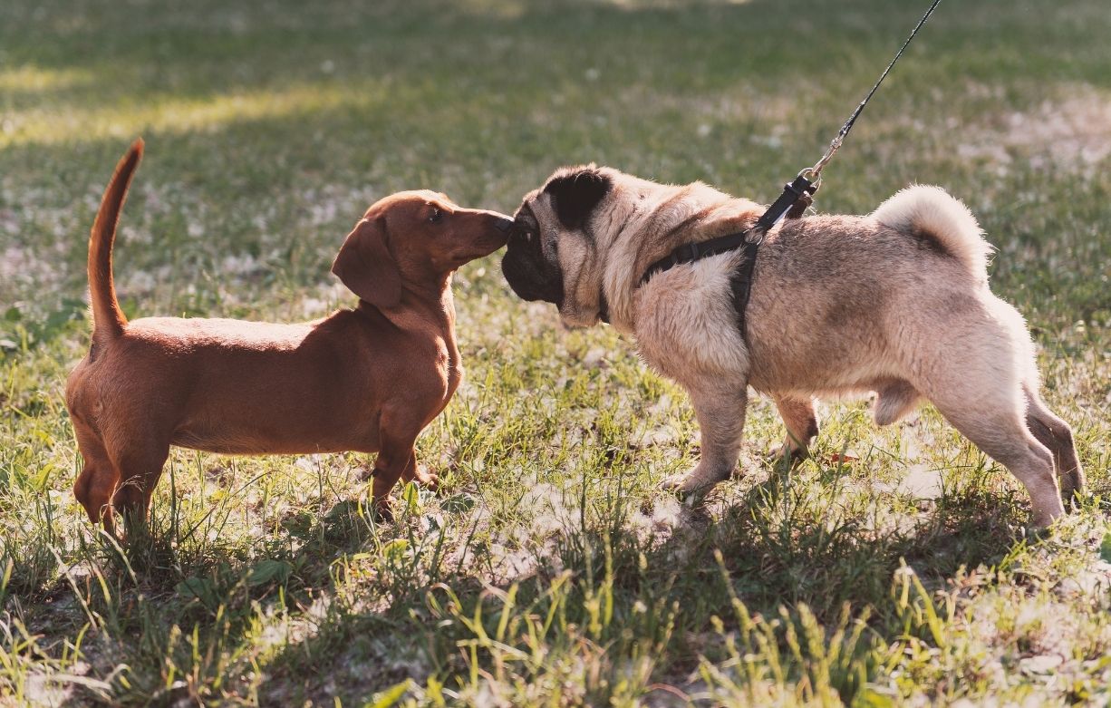 puppy socialisation
