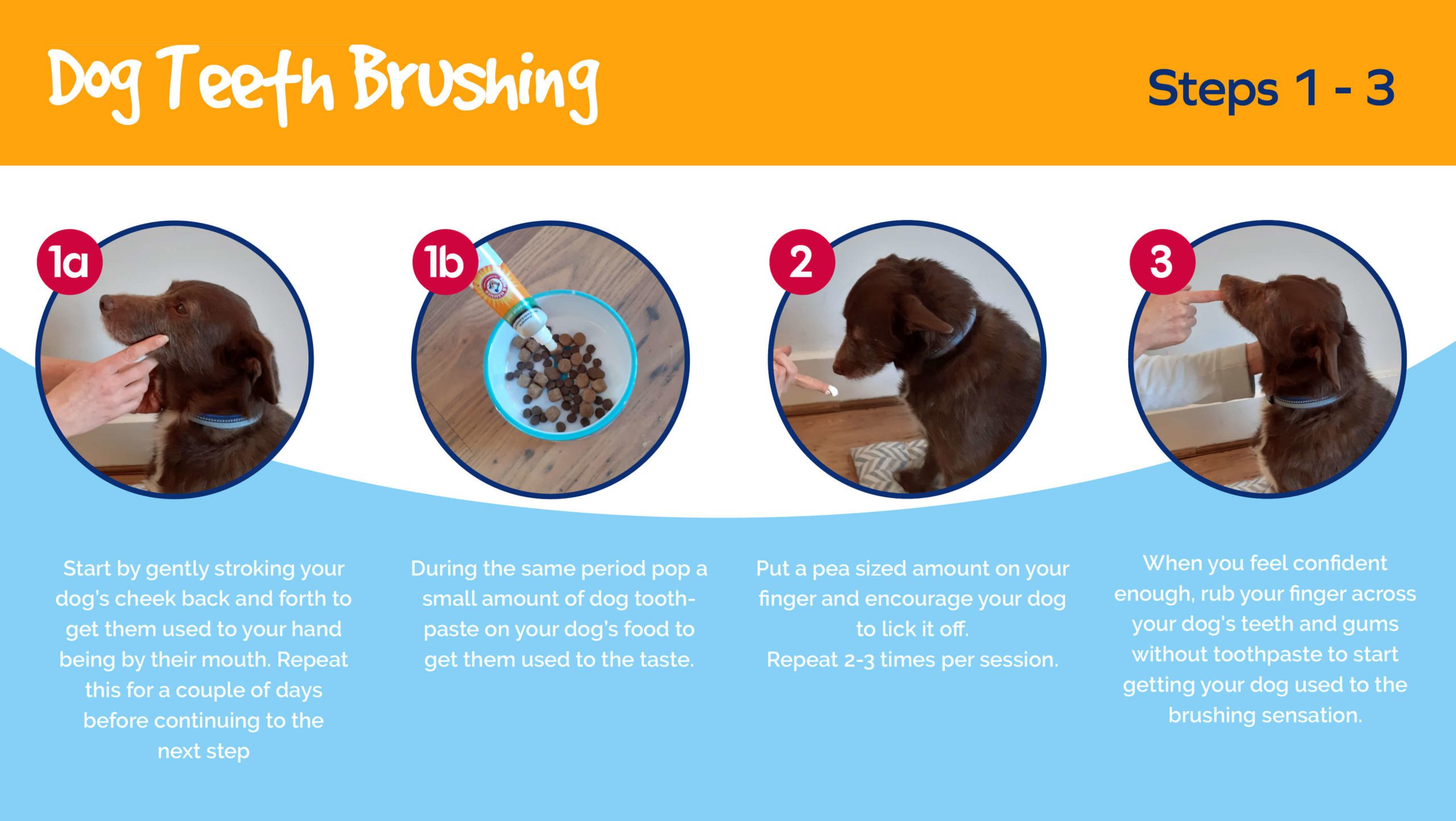 Dog Teeth Brushing - steps 1-3
