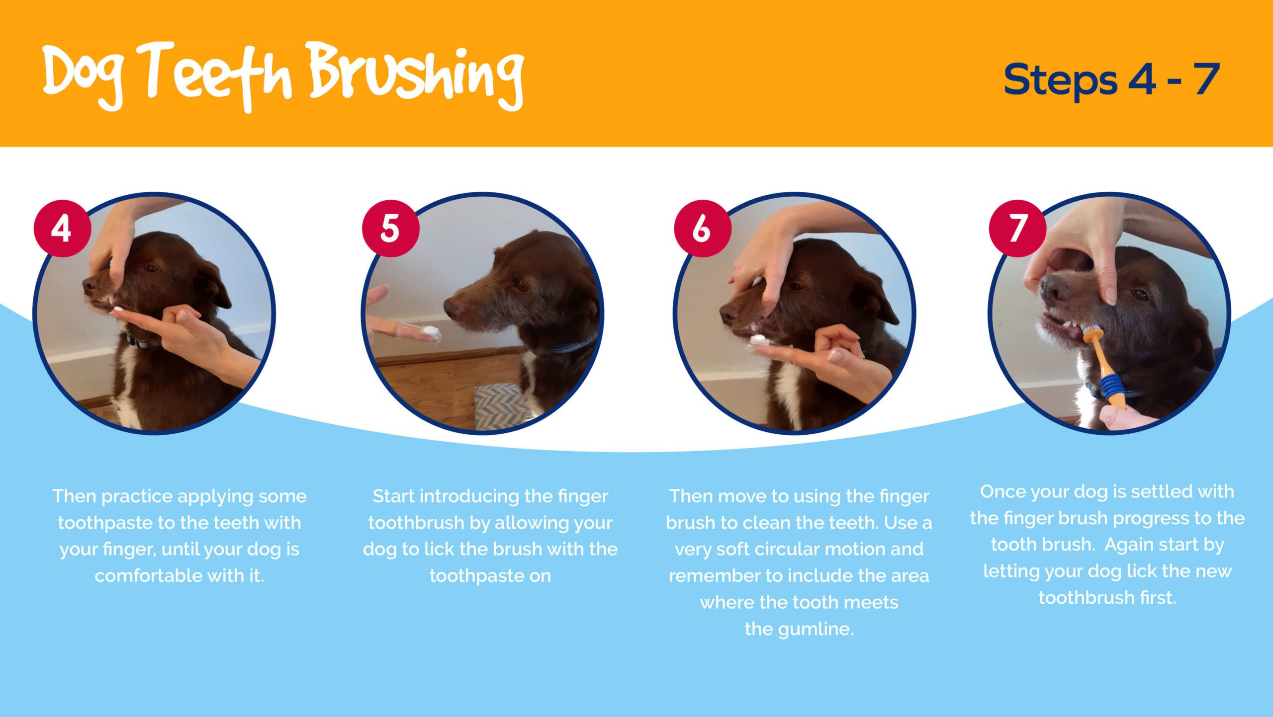 Dog Teeth Brushing - steps 4-7