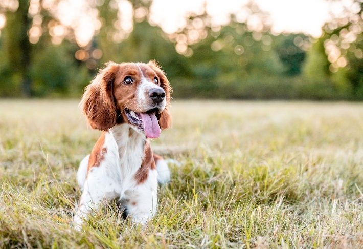 Spaniel in a field