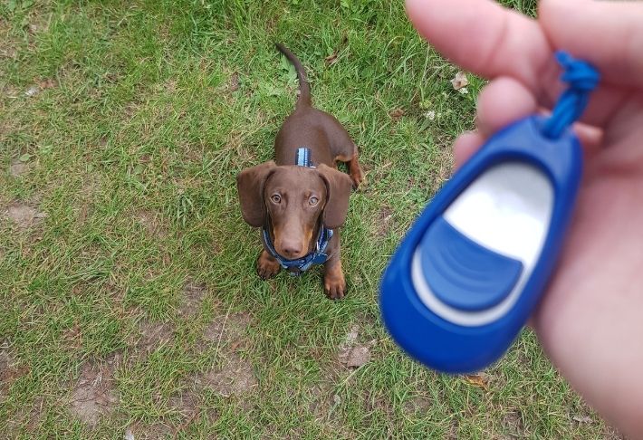 dachshund with clicker