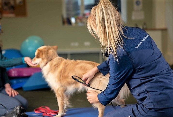 dog undergoing laser therapy