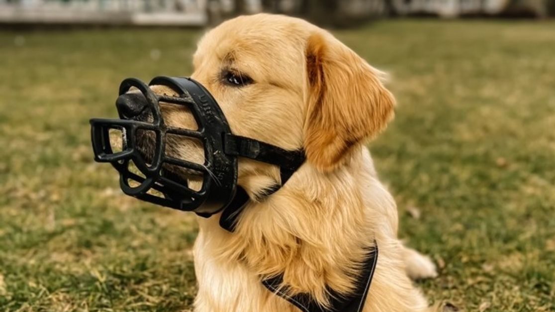 Dog Muzzles: How And When to Use One  