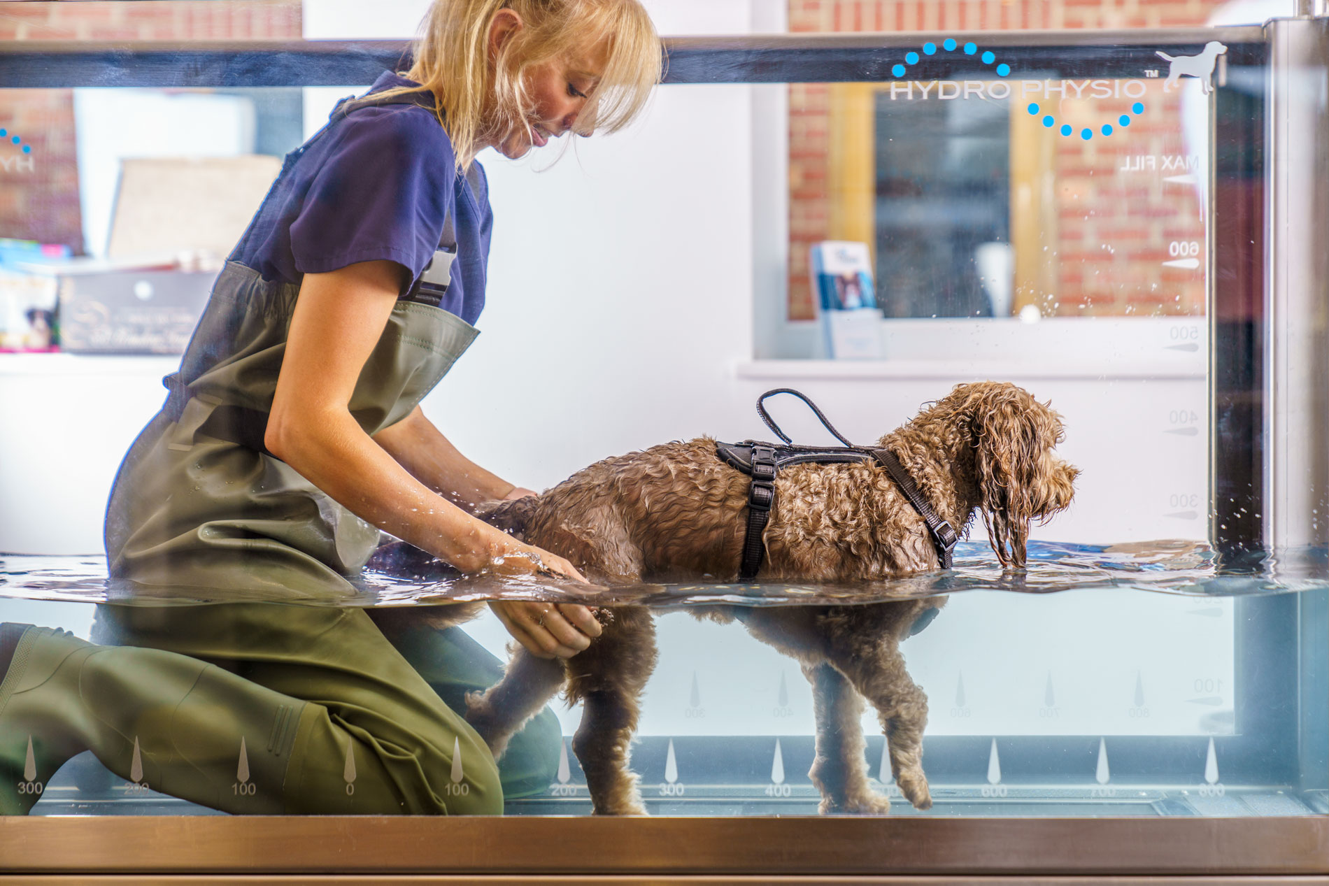 Hydrotherapy And Physiotherapy - Company Of Animals UK