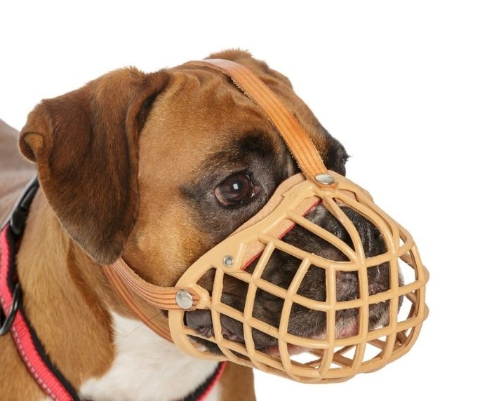 muzzle on boxer dog