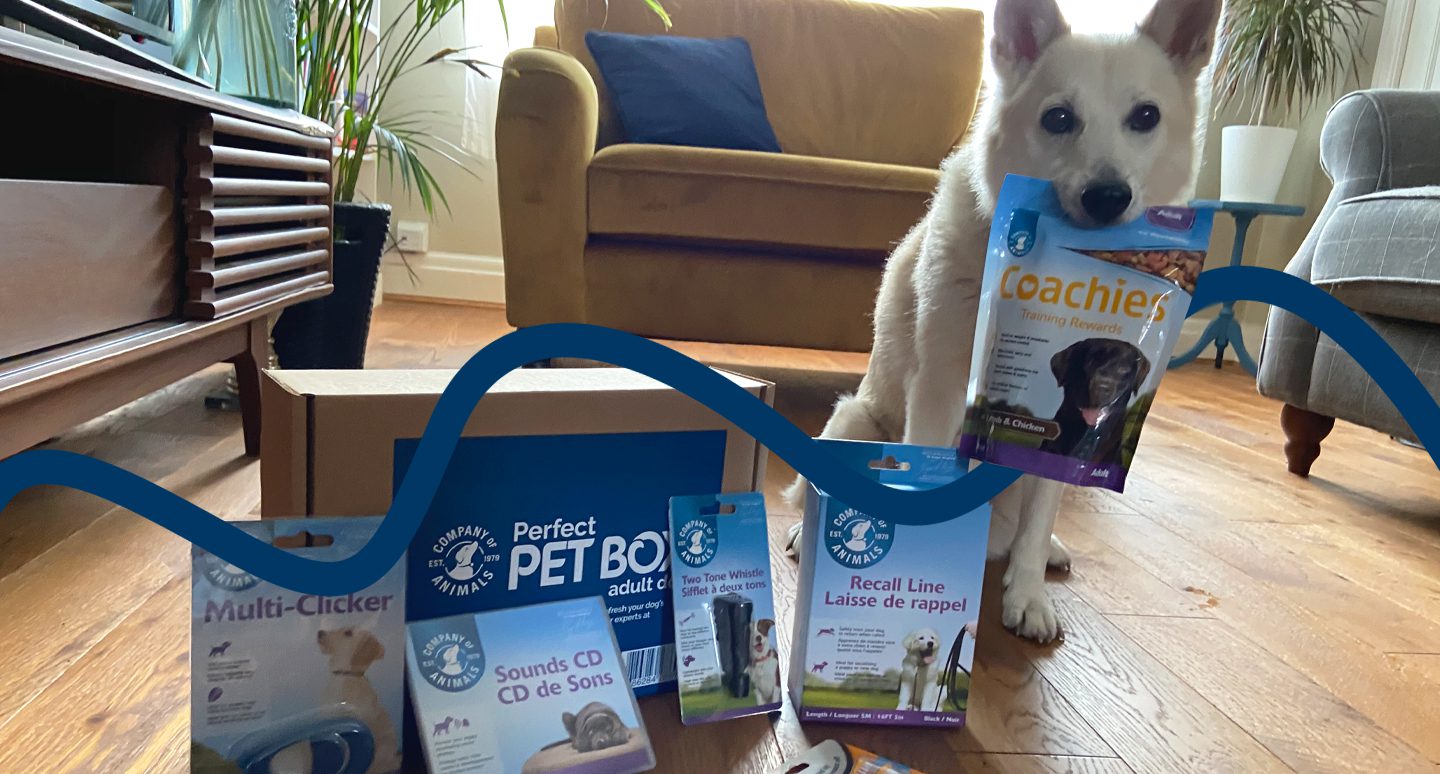 Dog exploring contents of Perfect Pet Box