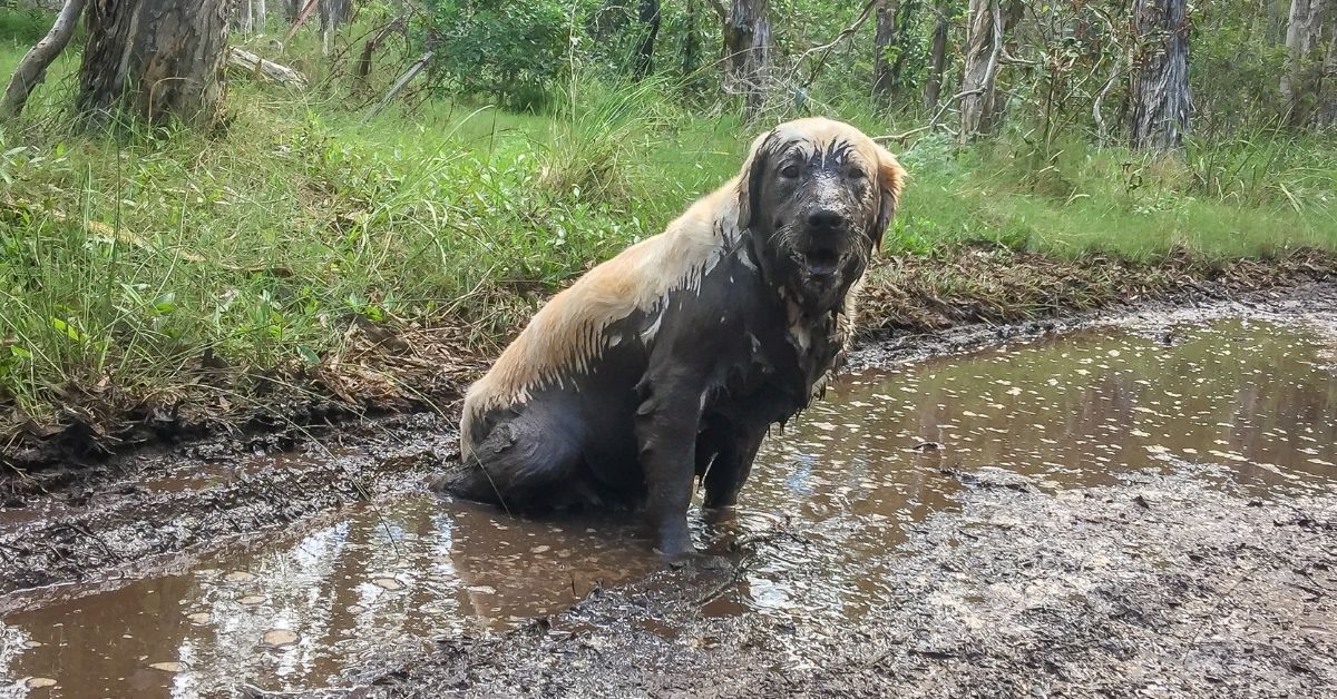 Dirty dog sitting in mud
