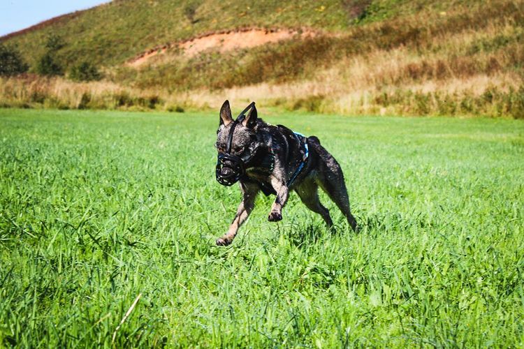 Malinois running with joy while wearing Baskerville Muzzle