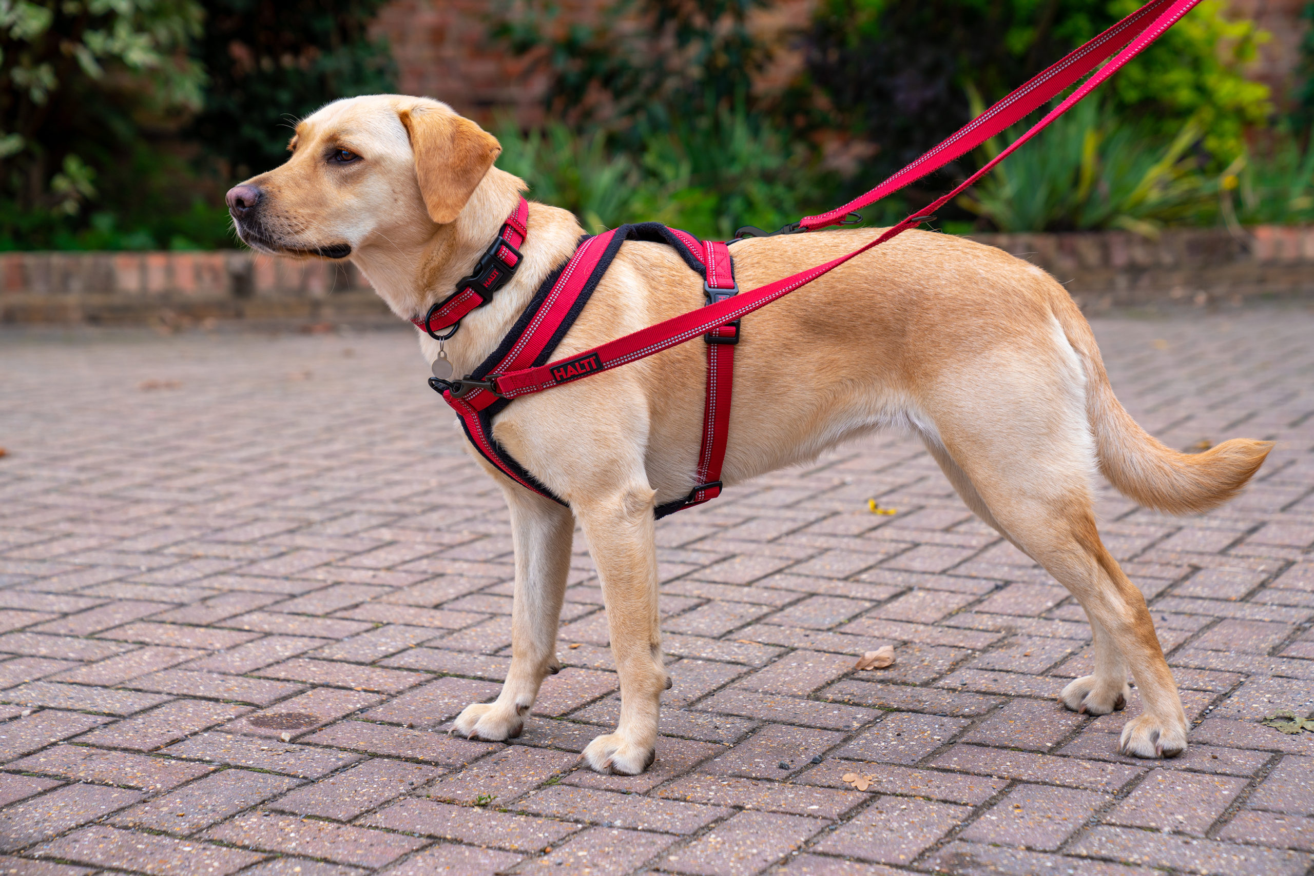 Halti Comfy Harness Lifestyle Labrador
