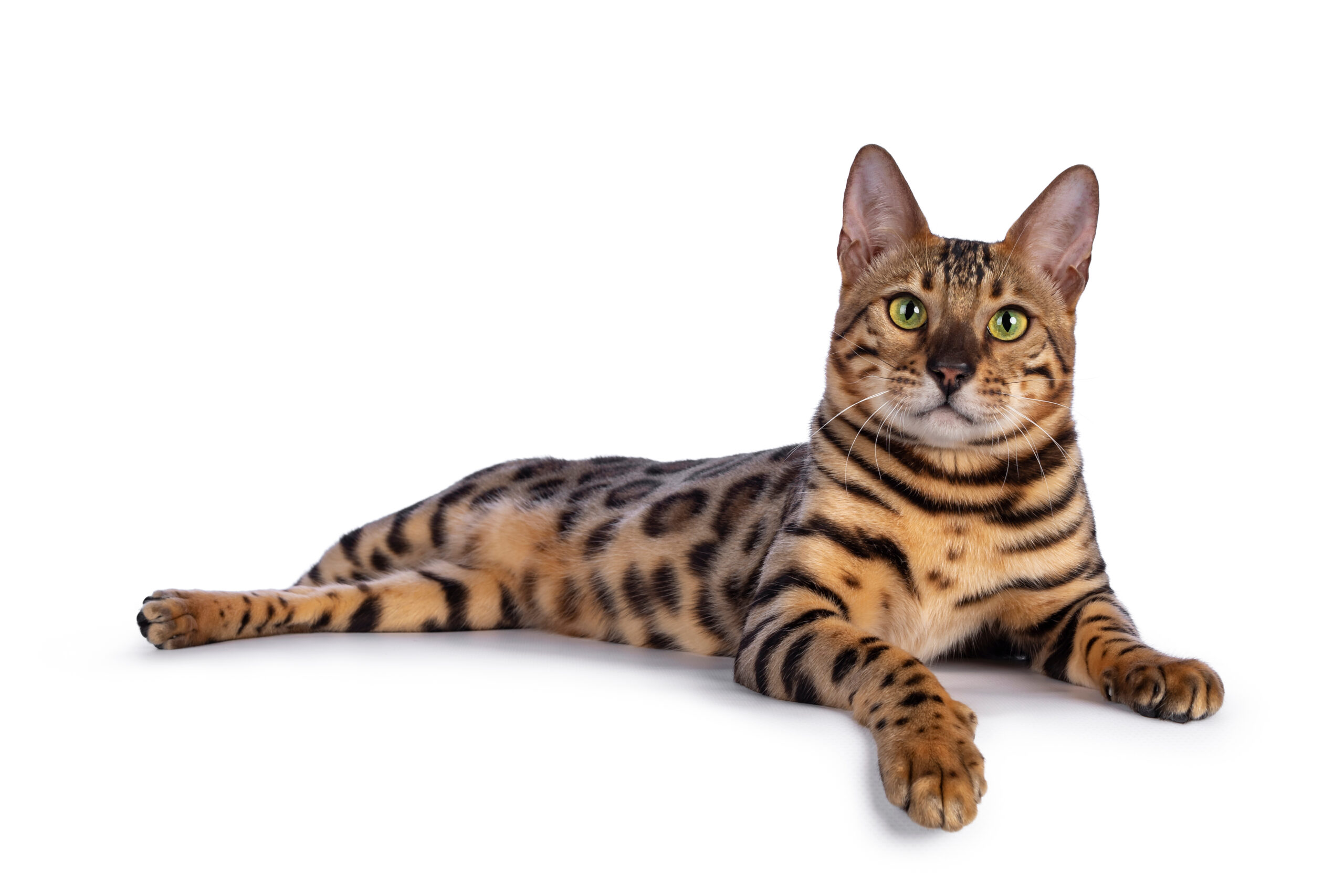stunning bengal cat with green eyes