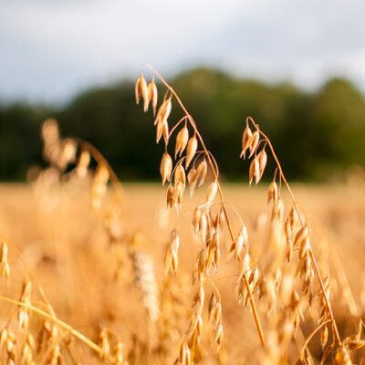 Oat Kernel Extract