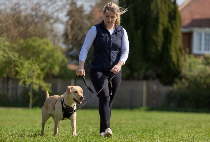 How Much Exercise Do Dogs Need? A Comprehensive Guide for Every Life Stage