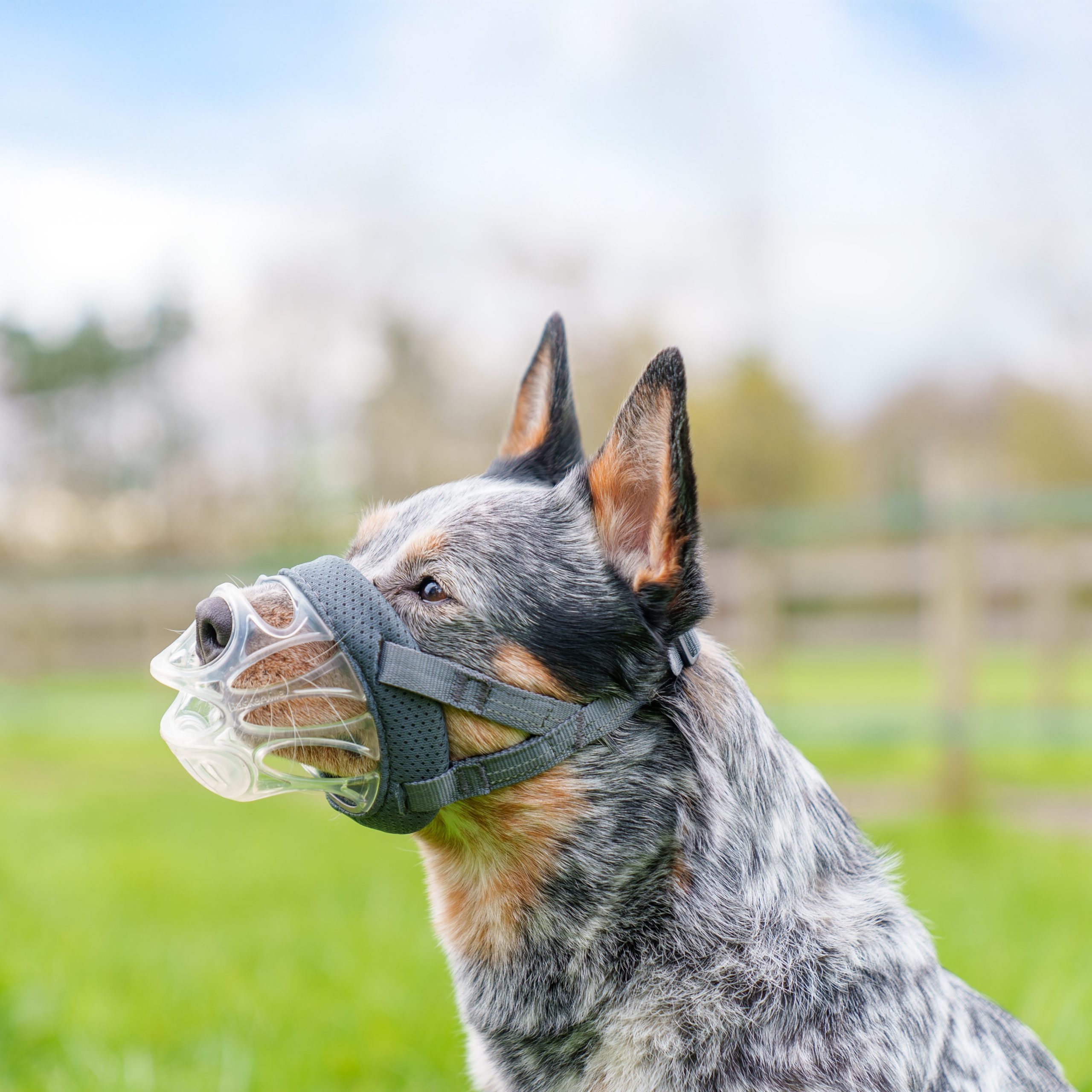 Invisa Muzzle