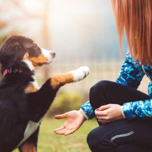 Puppy Training - 8 Months And Under - Saturday 27th June 2026 @ 3:30 pm