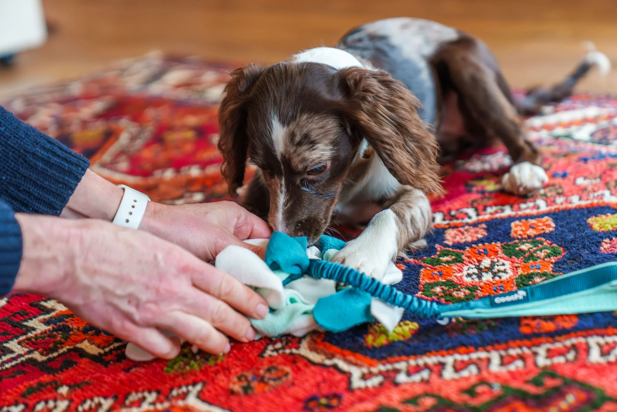 Puppy playing tug with Coachi Tuggi Spider fleece toy
