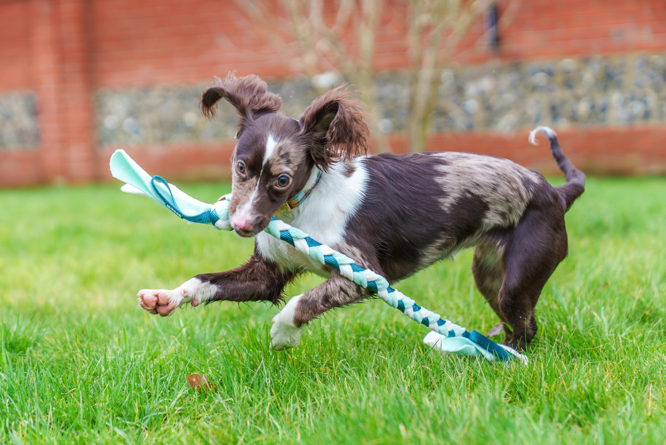 Small dog enjoying playtime with the durable Coachi Tuggi Tug