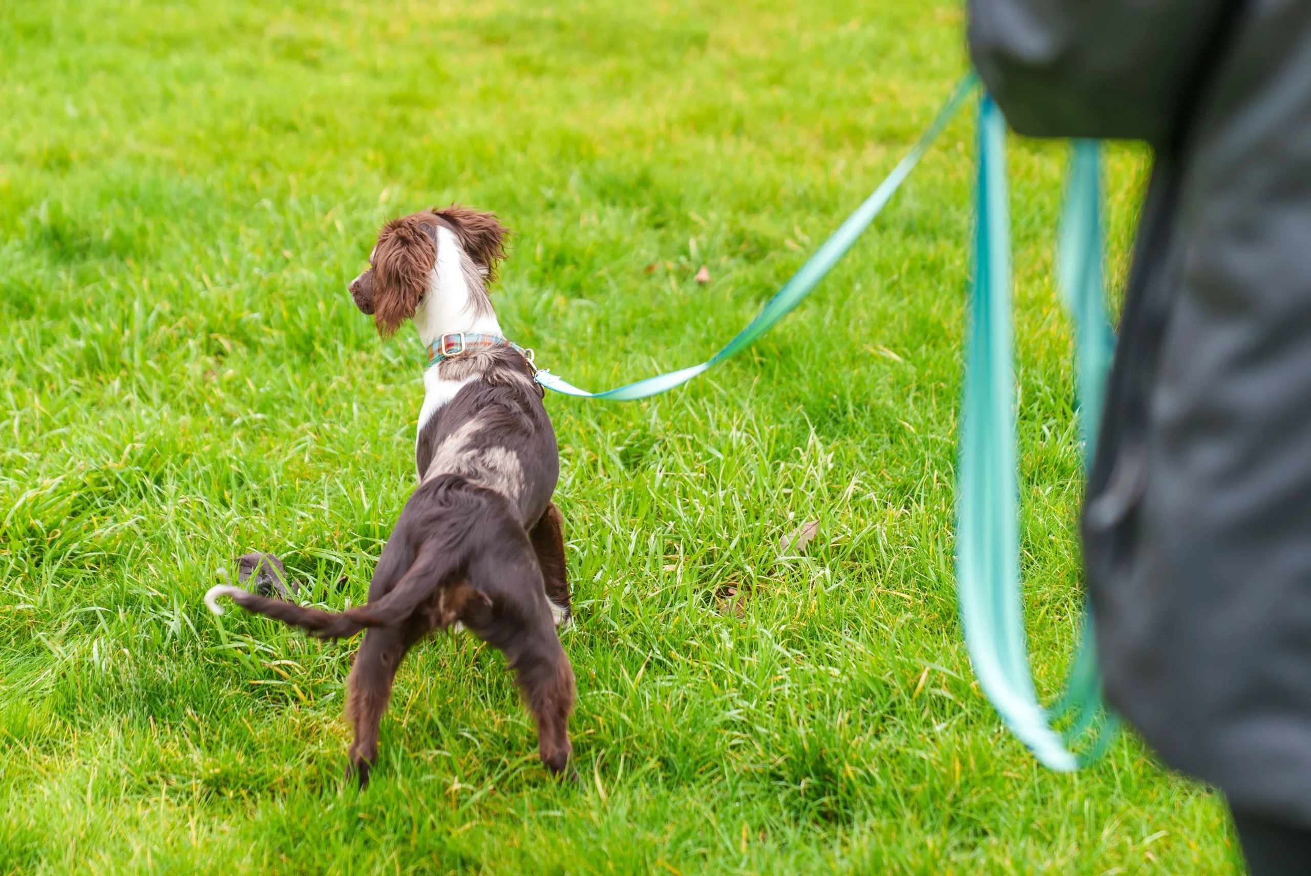 Dog on Coachi waterproof 5m training lead running in a muddy park