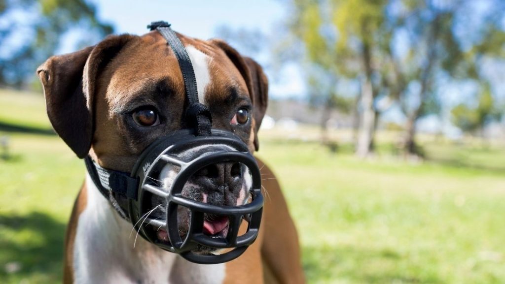 A Boxer dog wearing a black Baskerville Wide Fit basket muzzle outdoors. The muzzle is designed with a broader basket to accommodate brachycephalic breeds, allowing the dog to pant comfortably while preventing the scavenging of larger items.