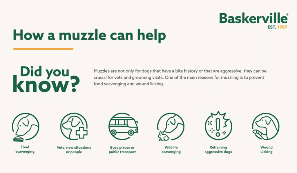 Infographic titled "How a muzzle can help," explaining that muzzles aren't just for aggression. Icons illustrate six common uses: preventing food scavenging, vet/grooming visits, busy public transport, wildlife scavenging, retraining aggressive dogs, and preventing wound licking.