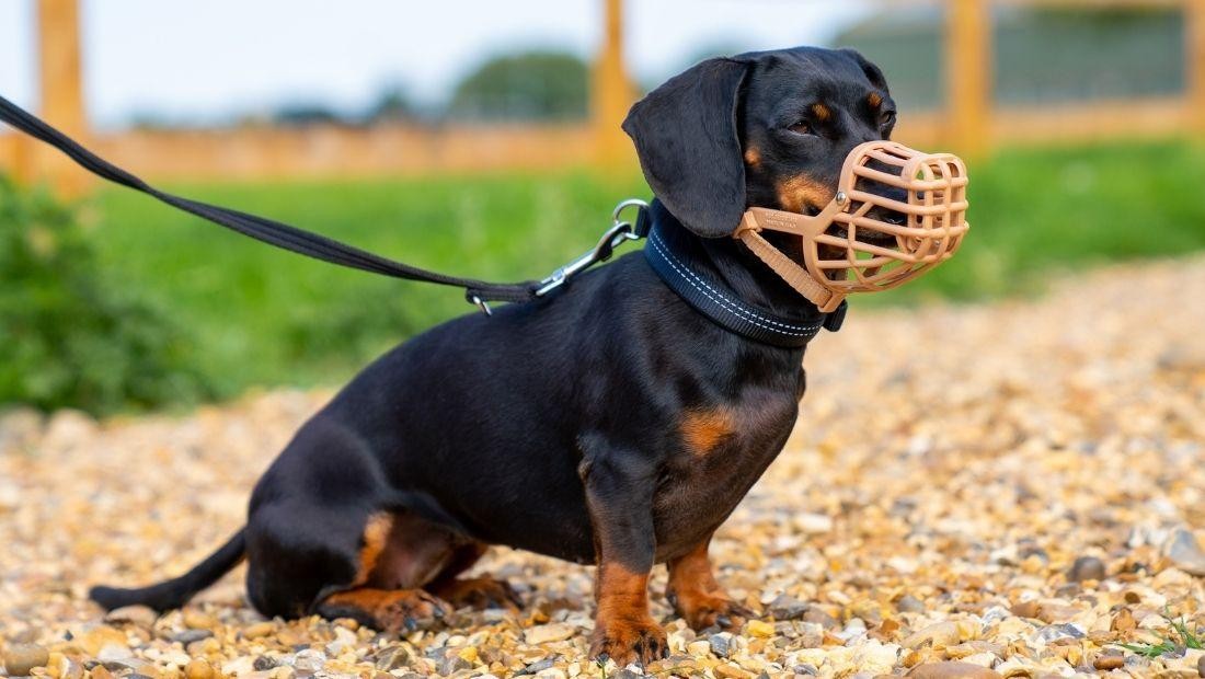 Dog wearing the Baskerville Classic muzzle