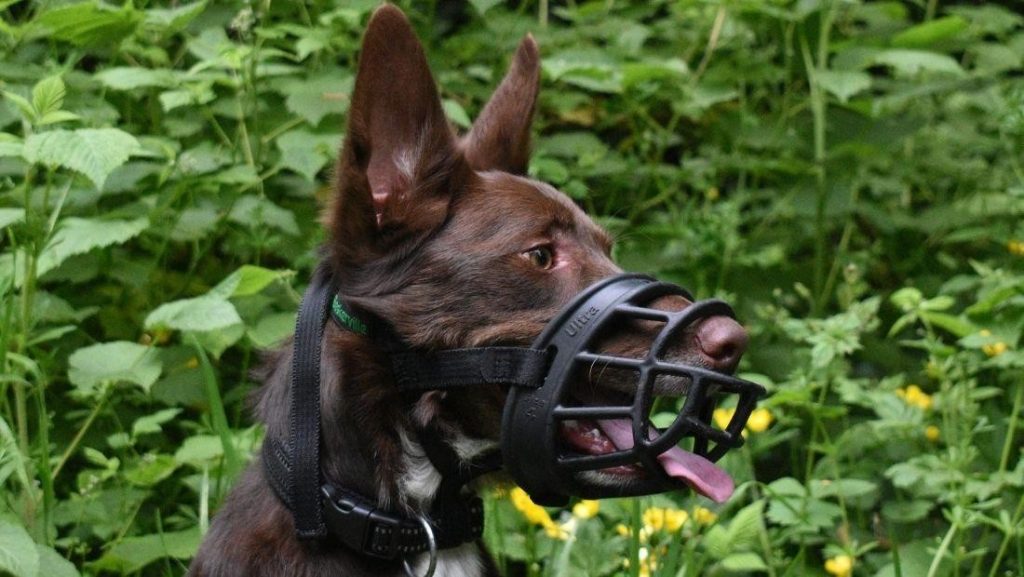 Brown dog wearing a humane basket muzzle outdoors, allowing safe panting and comfort