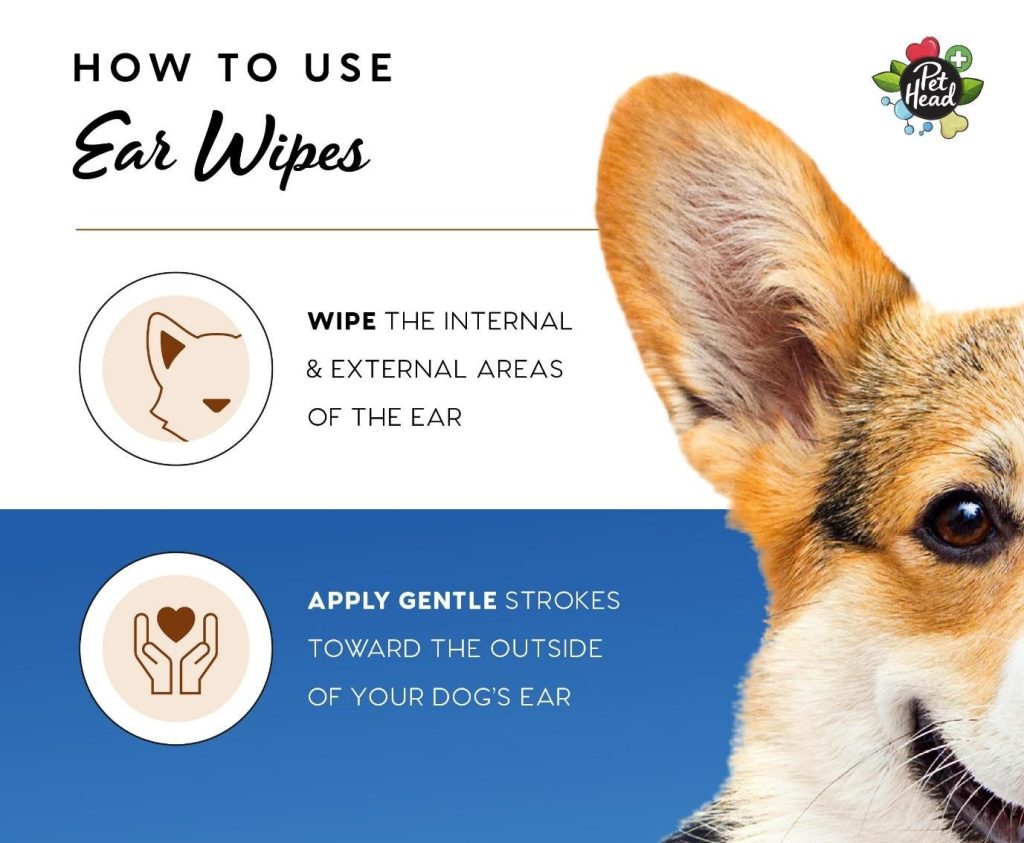 An instructional graphic showing how to use dog ear wipes on a Corgi; text explains to wipe internal and external areas with gentle strokes toward the outside of the ear to avoid dog bathing mistakes.