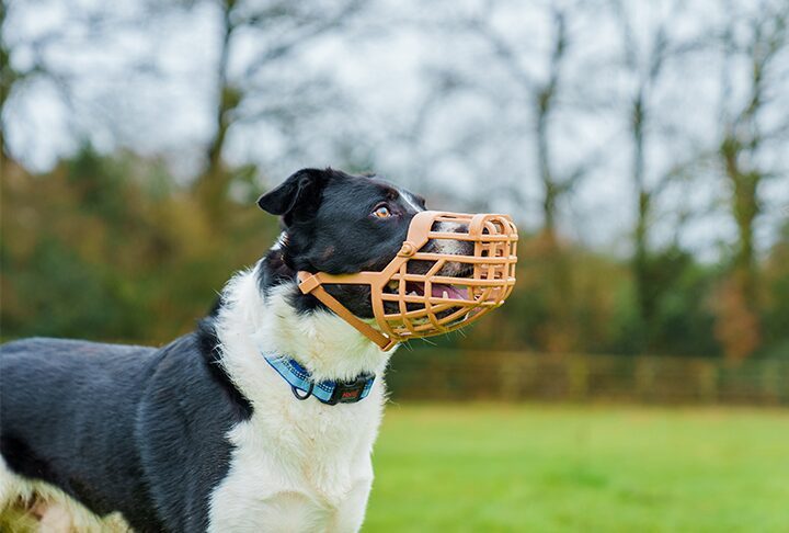 A black and white dog standing in a grassy field wearing a tan-colored Baskerville basket muzzle that allows for panting and drinking.