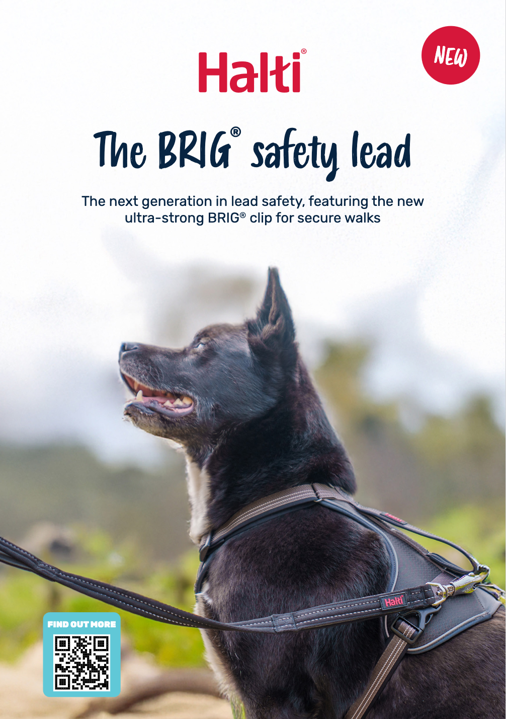 Halti Brig Safety Lead Educational Leaflet
