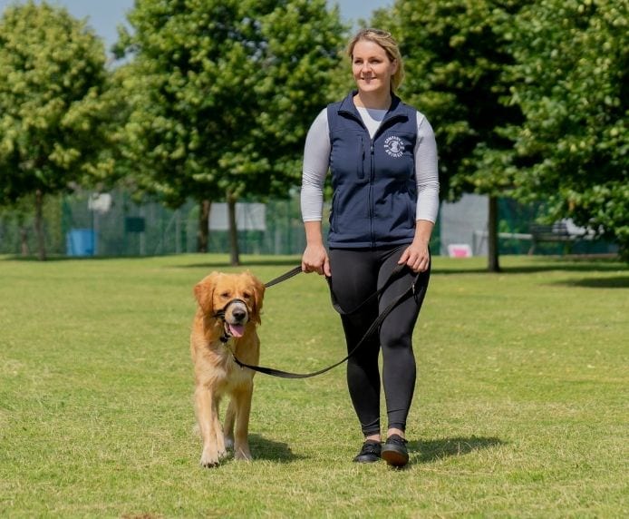 Retriever dog wearing a Halti Headcollar being walked in a park