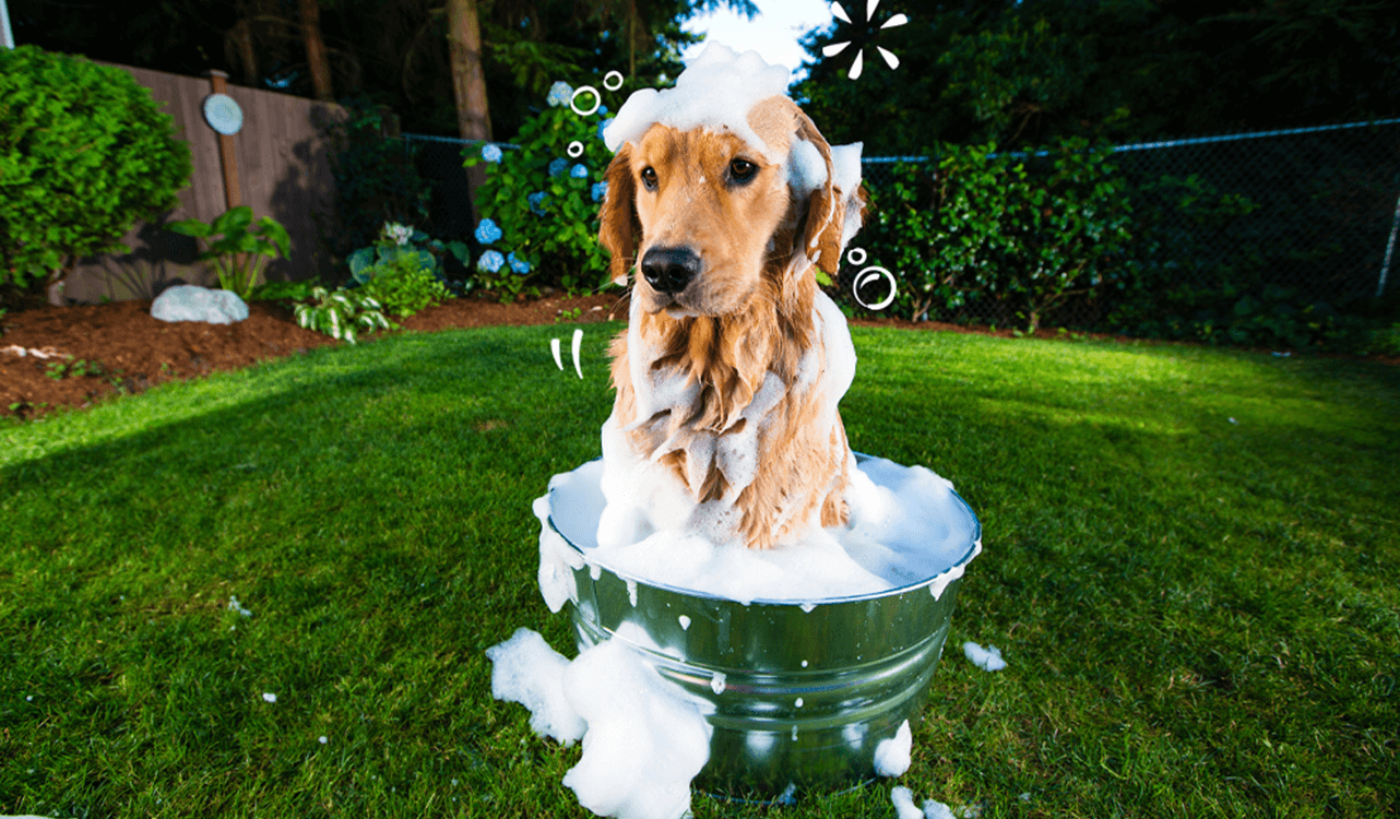 A Labrador in a soapy tin bath in the garden