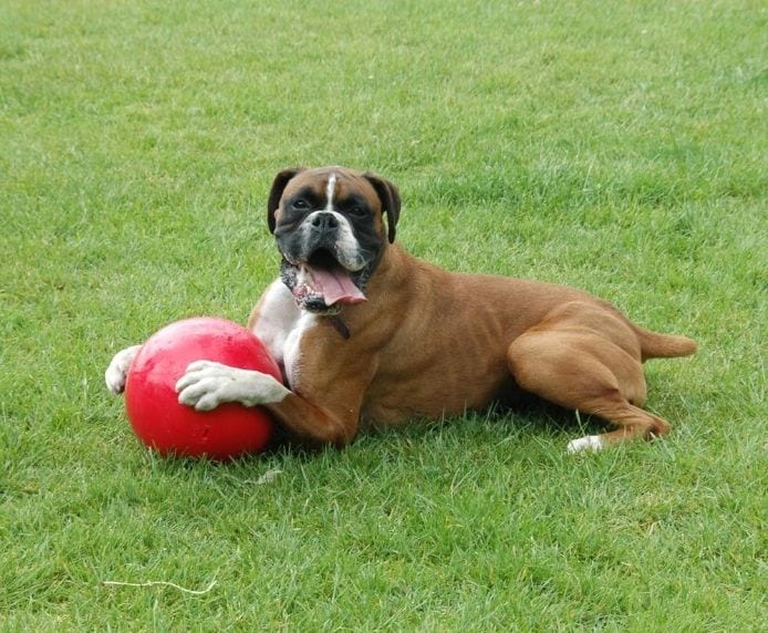 a Boxer dog playing happily with a Boomer Ball