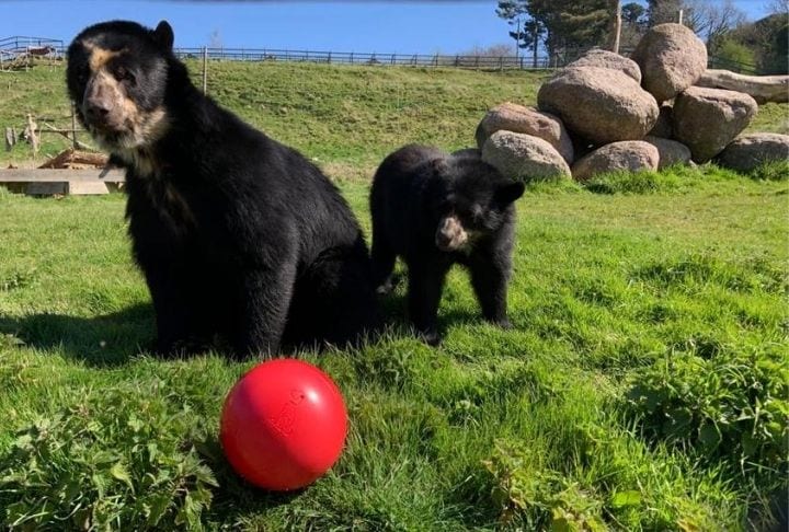 Brown bears playing with a Boomer Ball