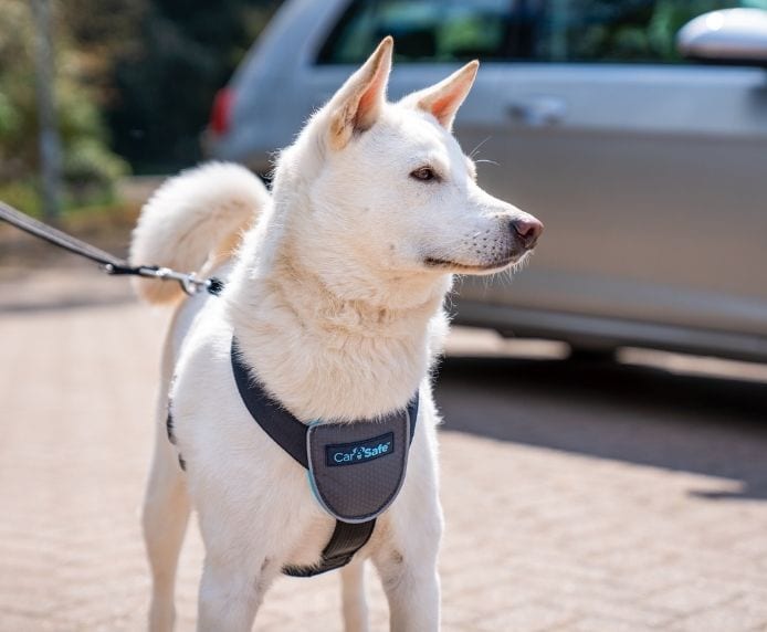 CarSafe Dog Travel Car Harness Medium dog on lead