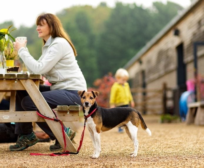 A dog wearing a Halti Active lead attached to a bench with a woman on it having a drink.
