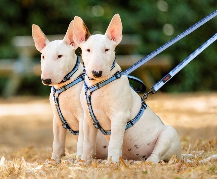 Two Bull Terriers both wearing Halti Double Ended Leads