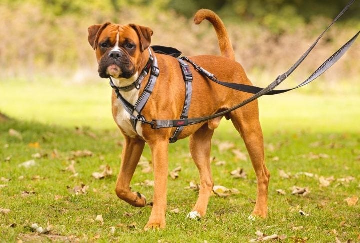dog walking using a Halti walking harness