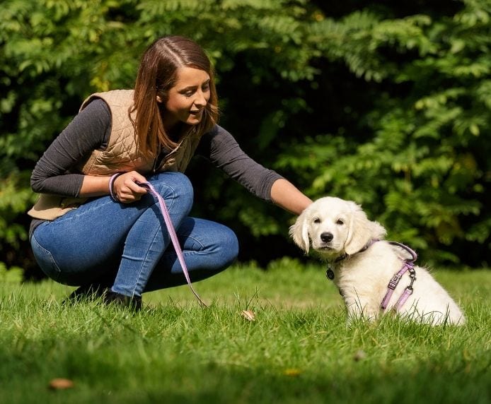 A small dog wearing a Halti Lead with a woman in a park