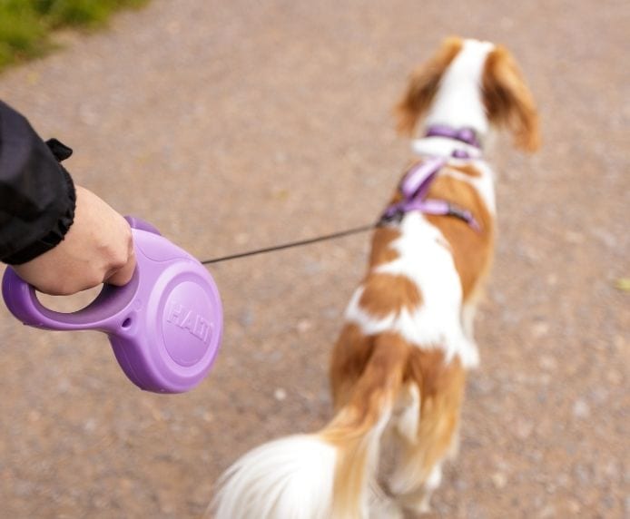A dog being walked using the halti Retractable Lead