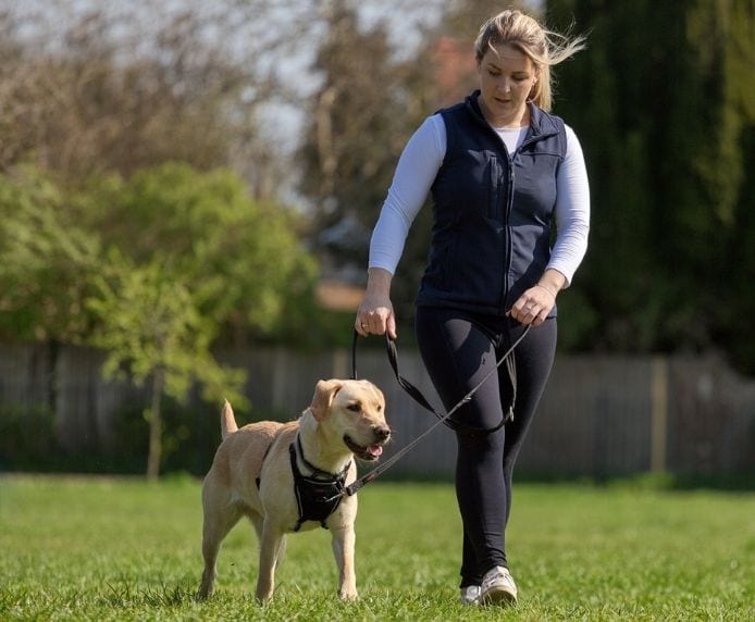 Halti Training Lead on a dog being walked through a park