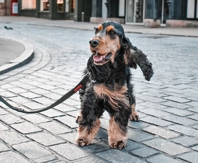 A happy dog out for a walk wearing a Halti Training Lead